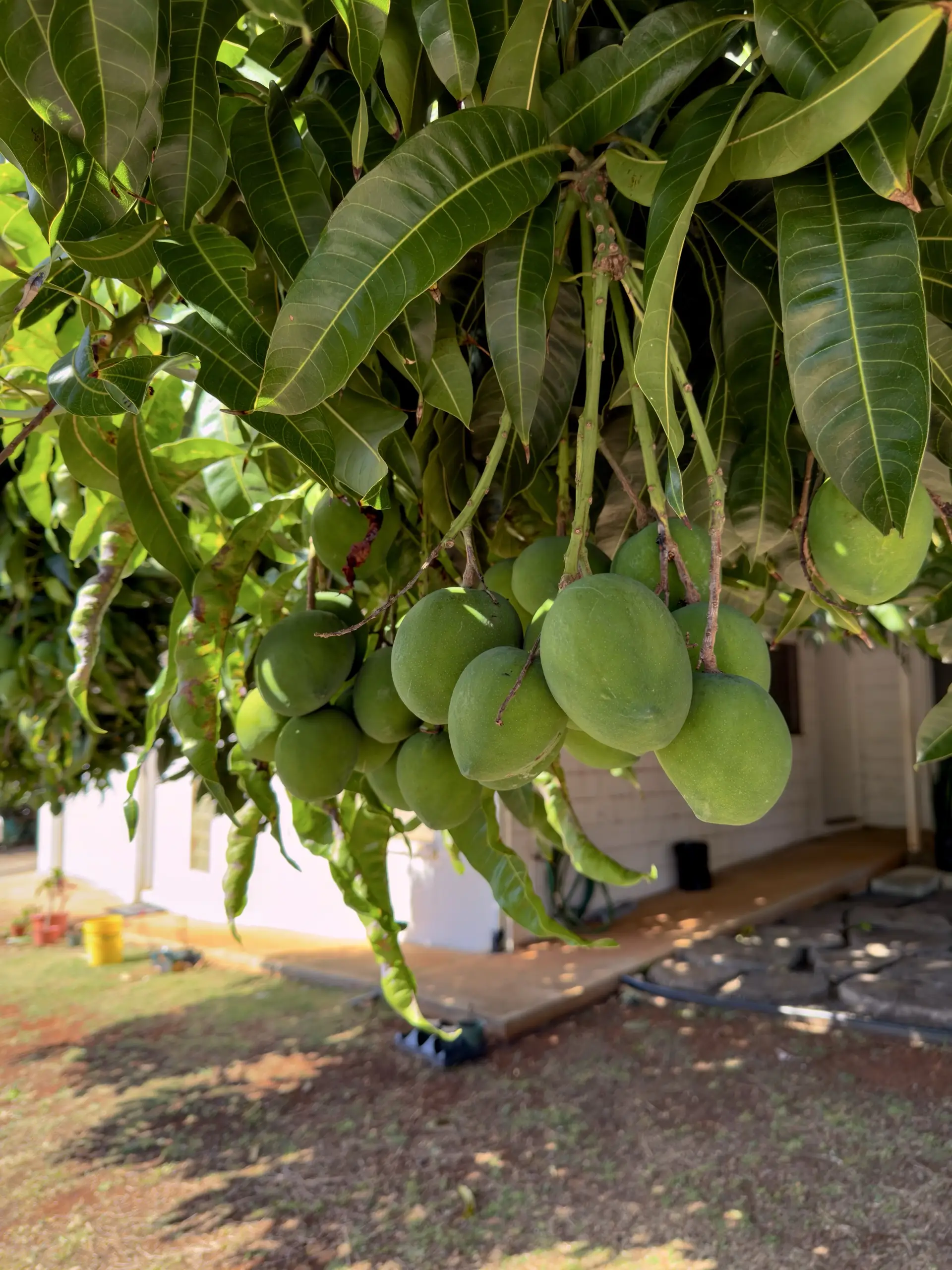 Honolulu, HI, December 12, 2024