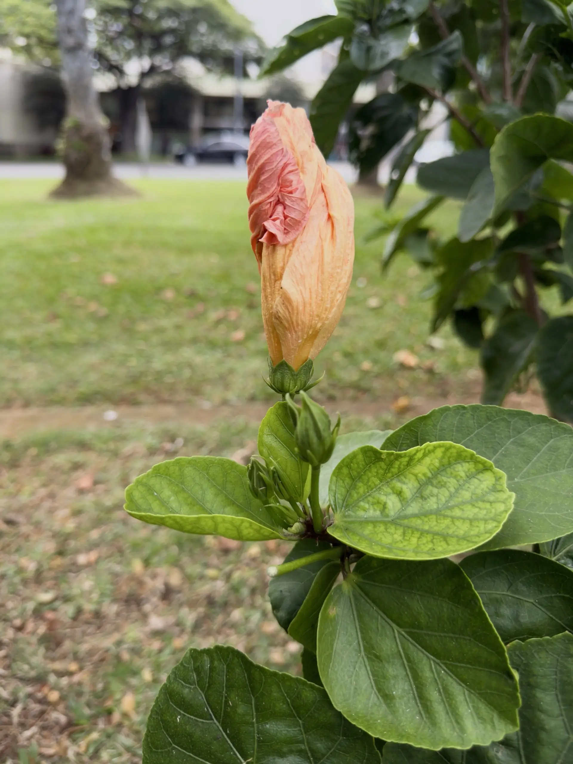 Honolulu, HI, December 12, 2024