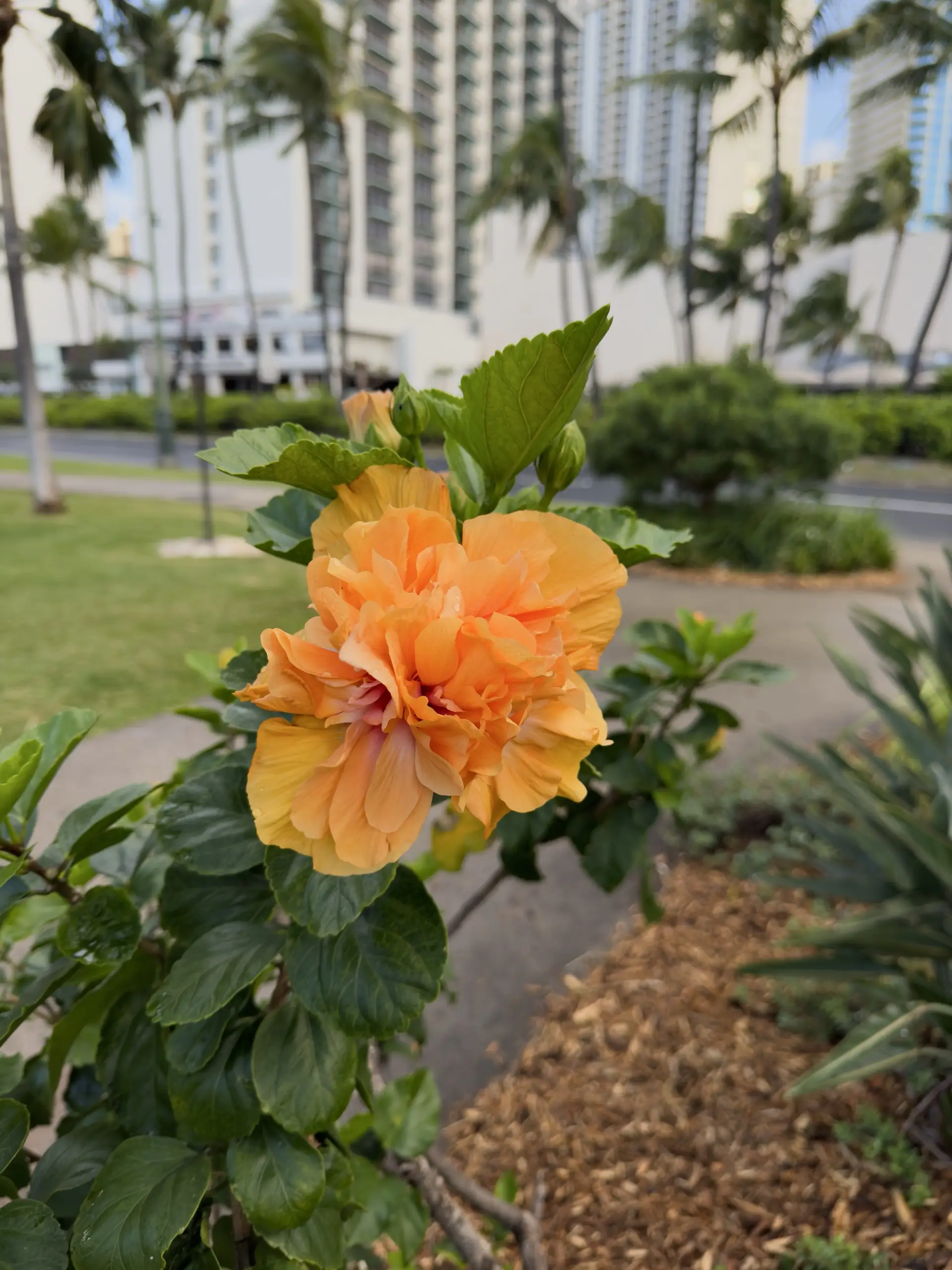 Honolulu, HI, December 12, 2024