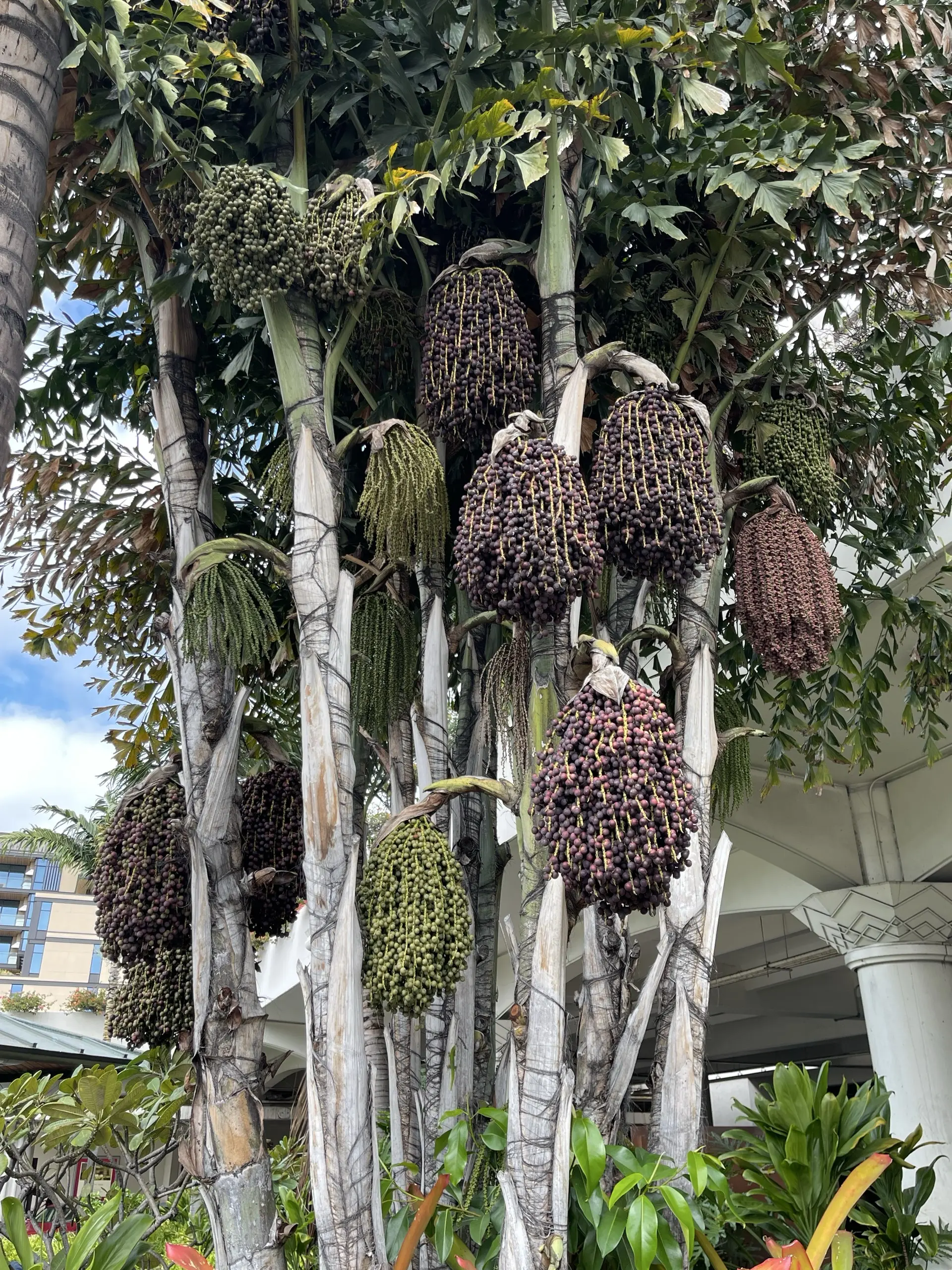 Honolulu, HI, December 12, 2024