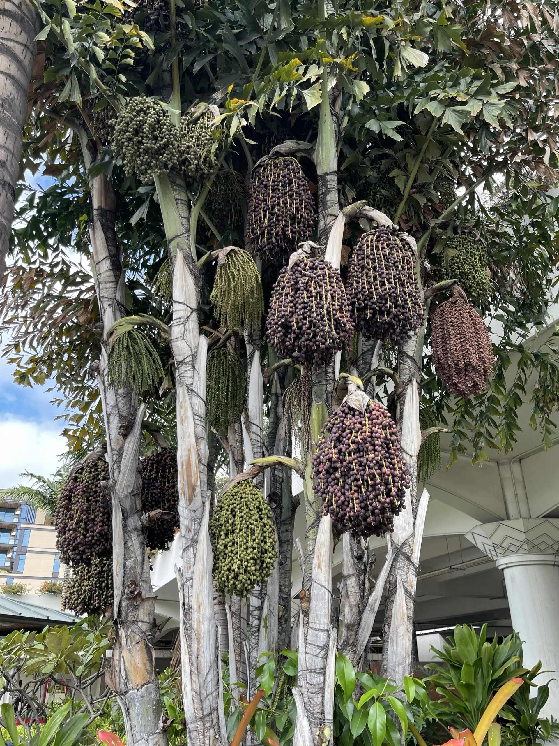 Honolulu, HI, December 12, 2024