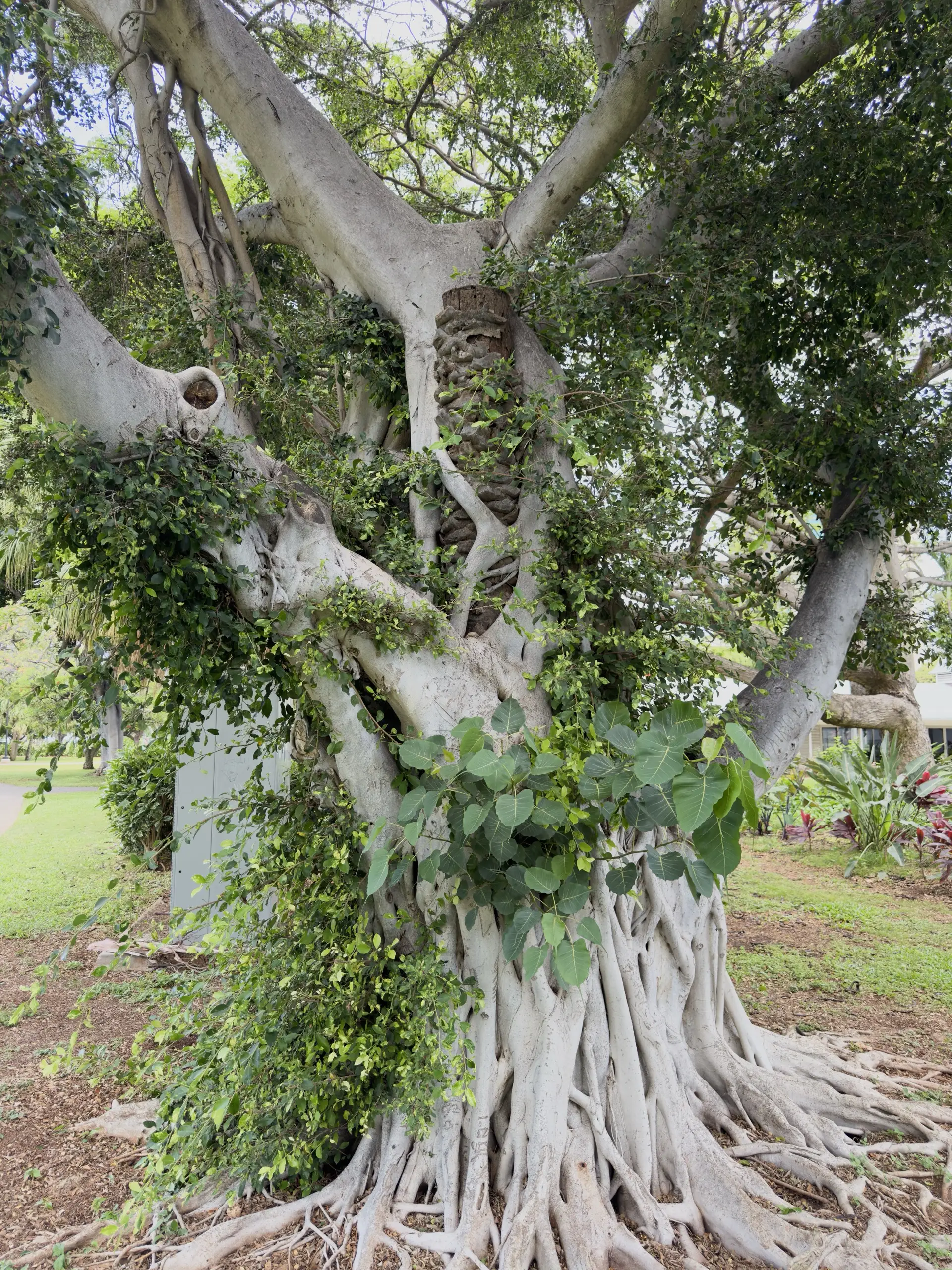 Honolulu, HI, December 12, 2024