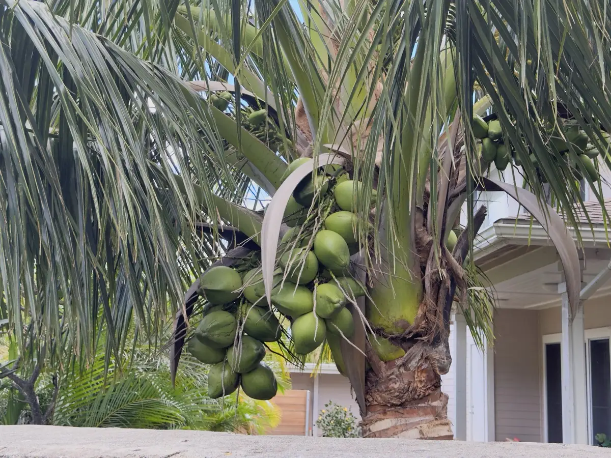 Honolulu, HI, December 12, 2024