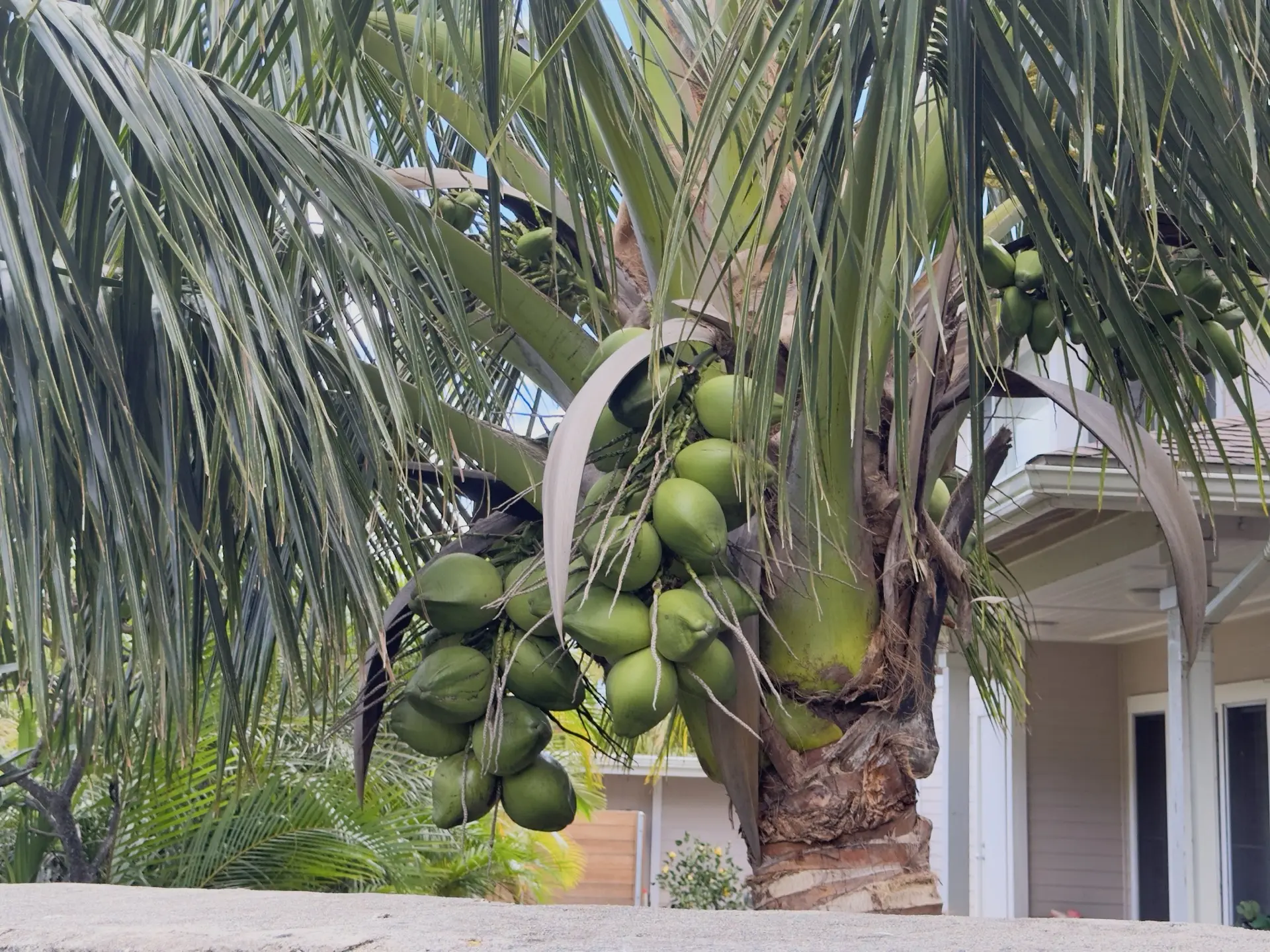 Honolulu, HI, December 12, 2024