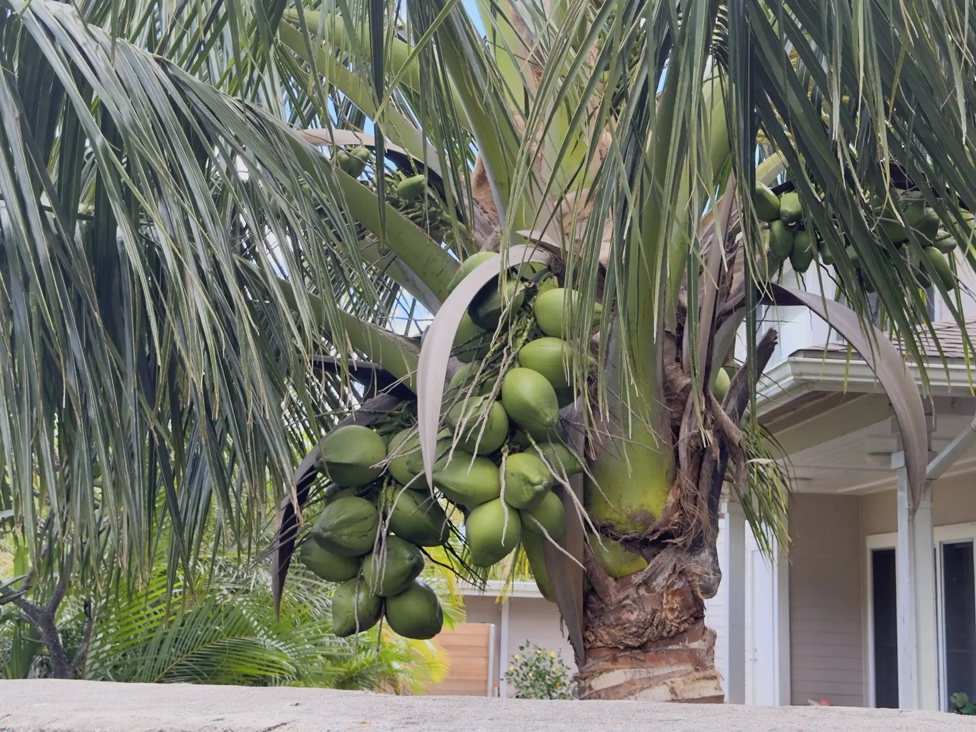 Honolulu, HI, December 12, 2024