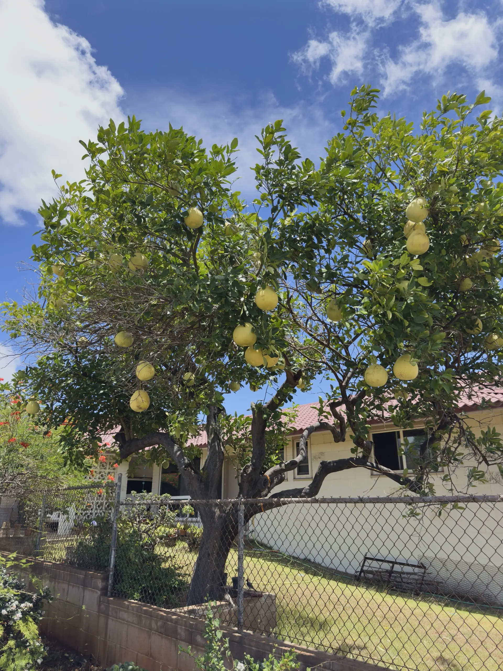 Honolulu, HI, December 12, 2024