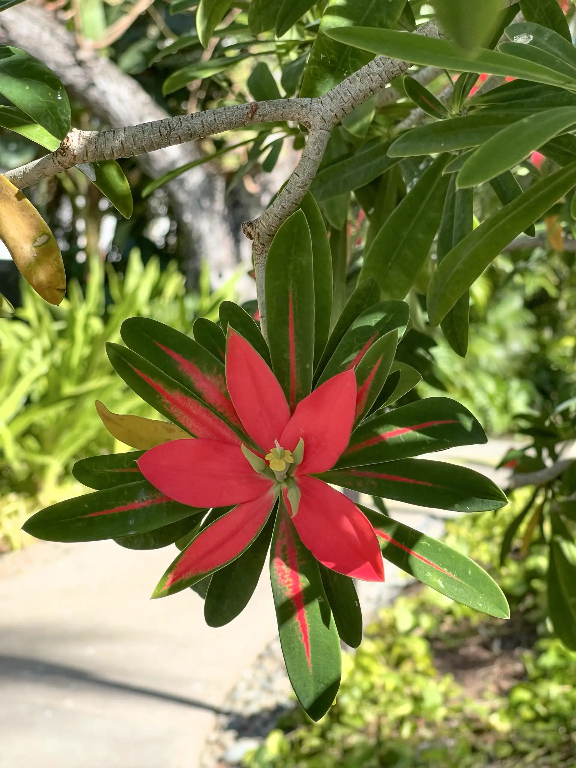Honolulu, HI, December 12, 2024