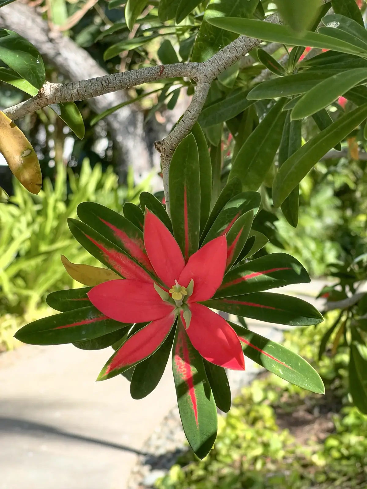 Honolulu, HI, December 12, 2024