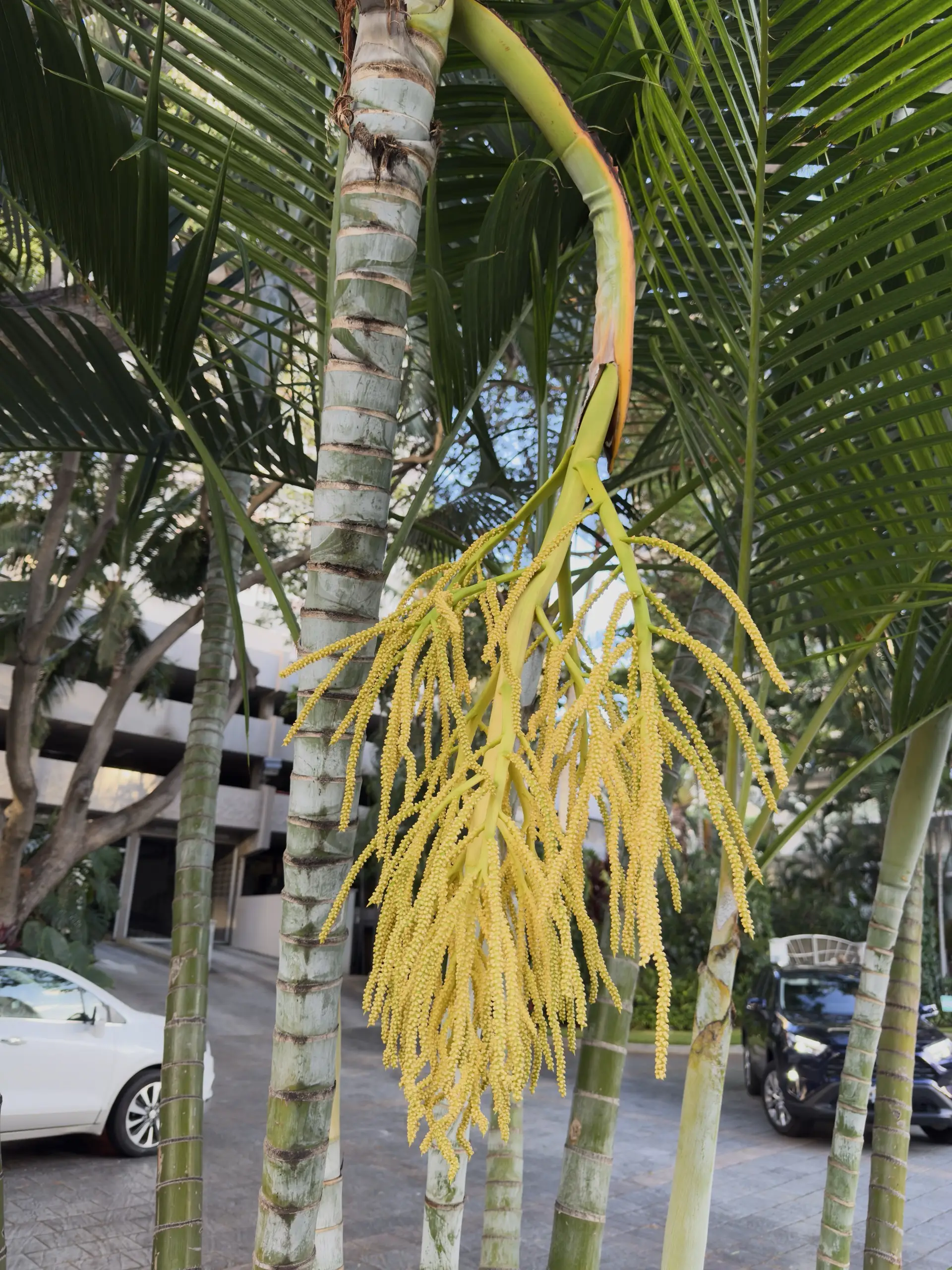 Honolulu, HI, December 12, 2024