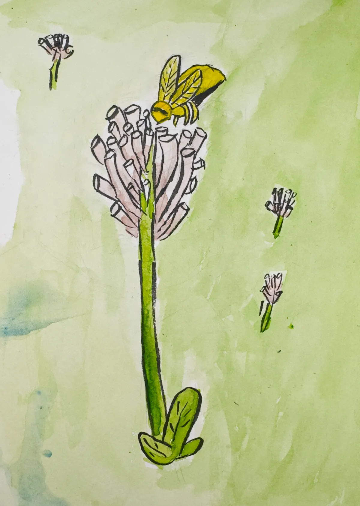 Clover