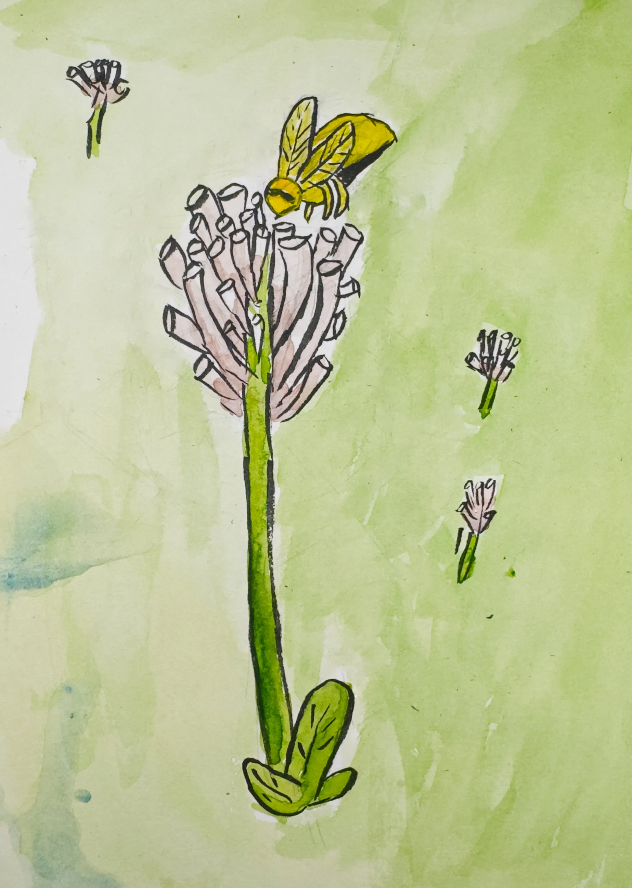 Clover
