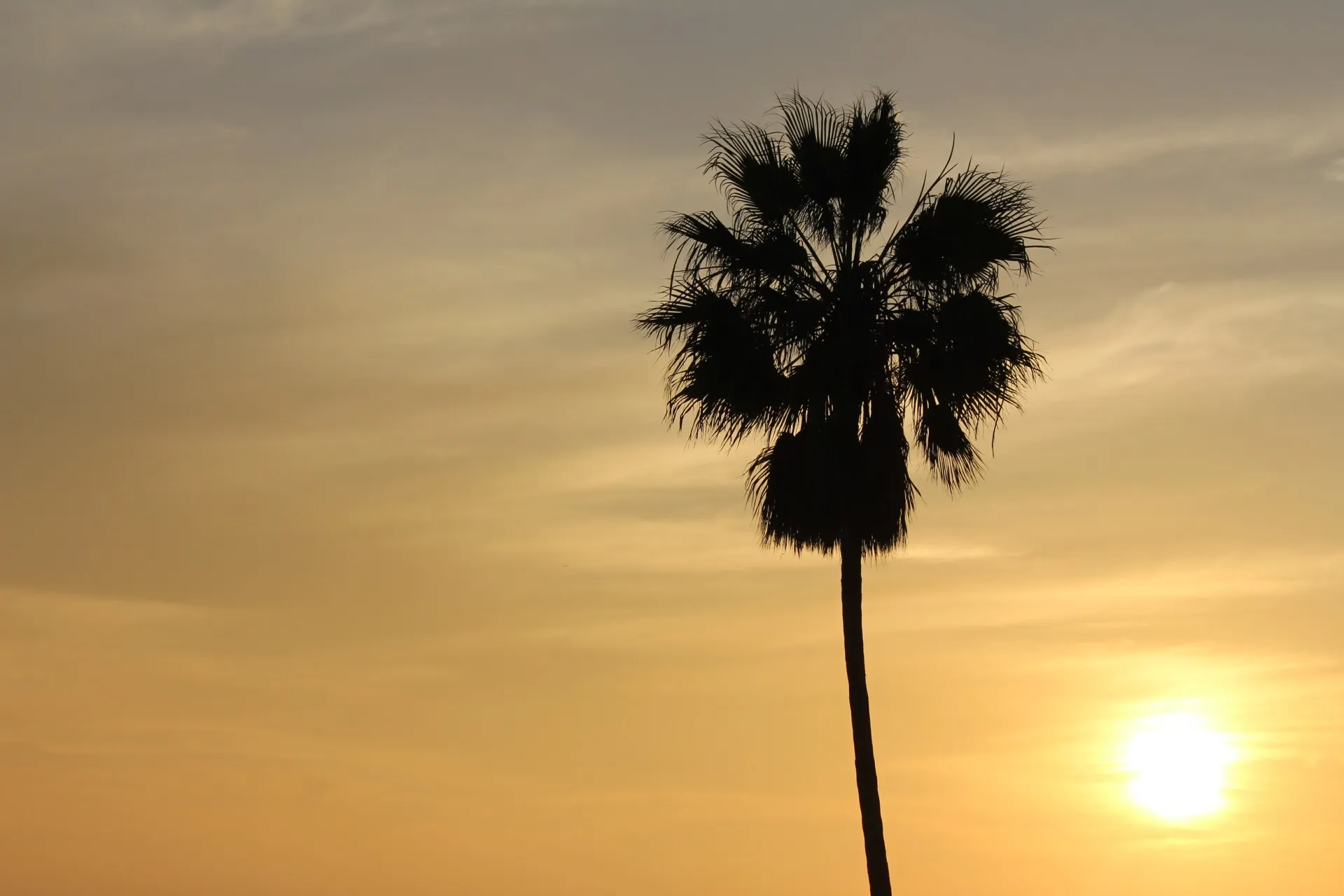 Palm Tree Sunset