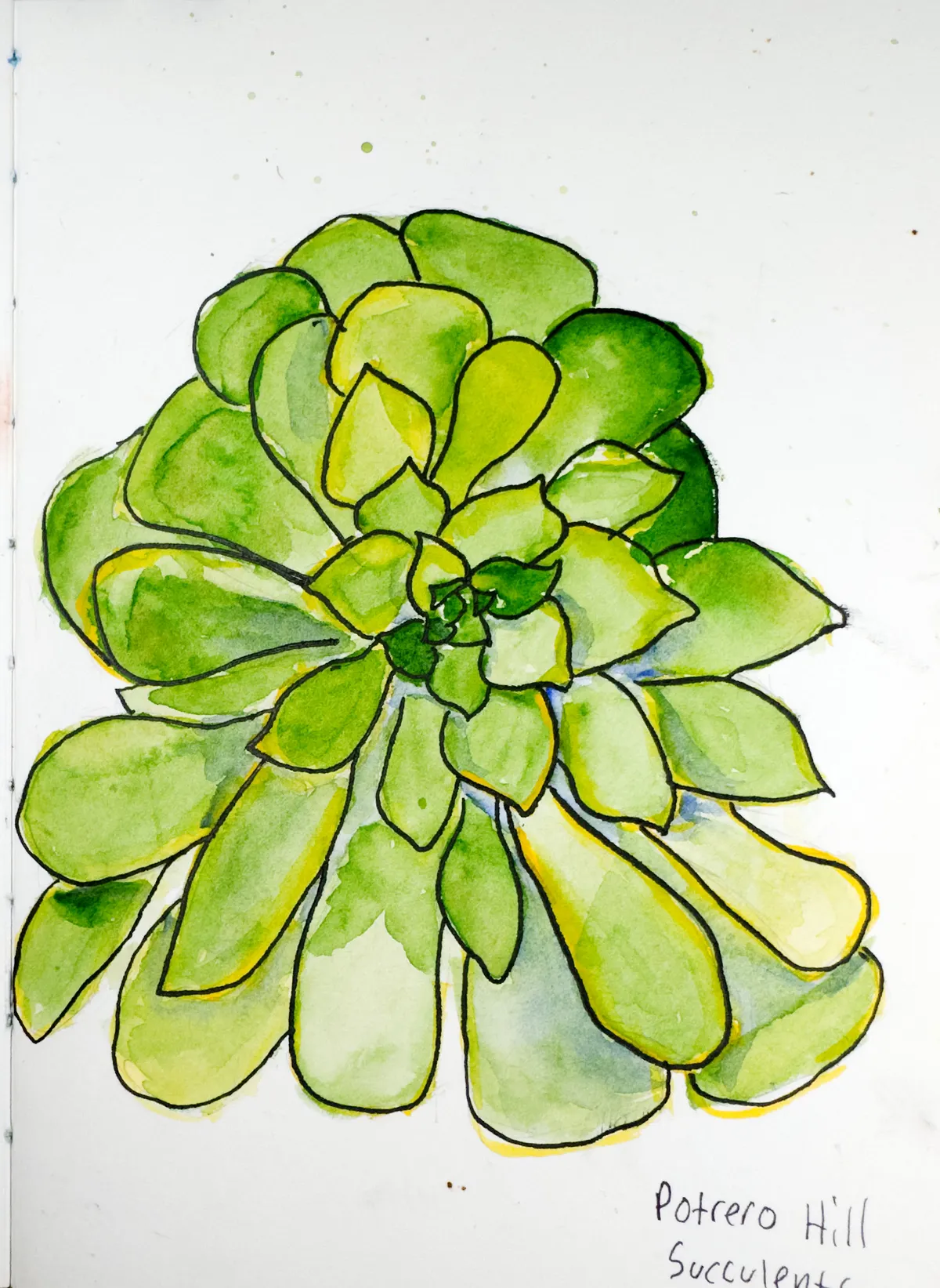 Succulents