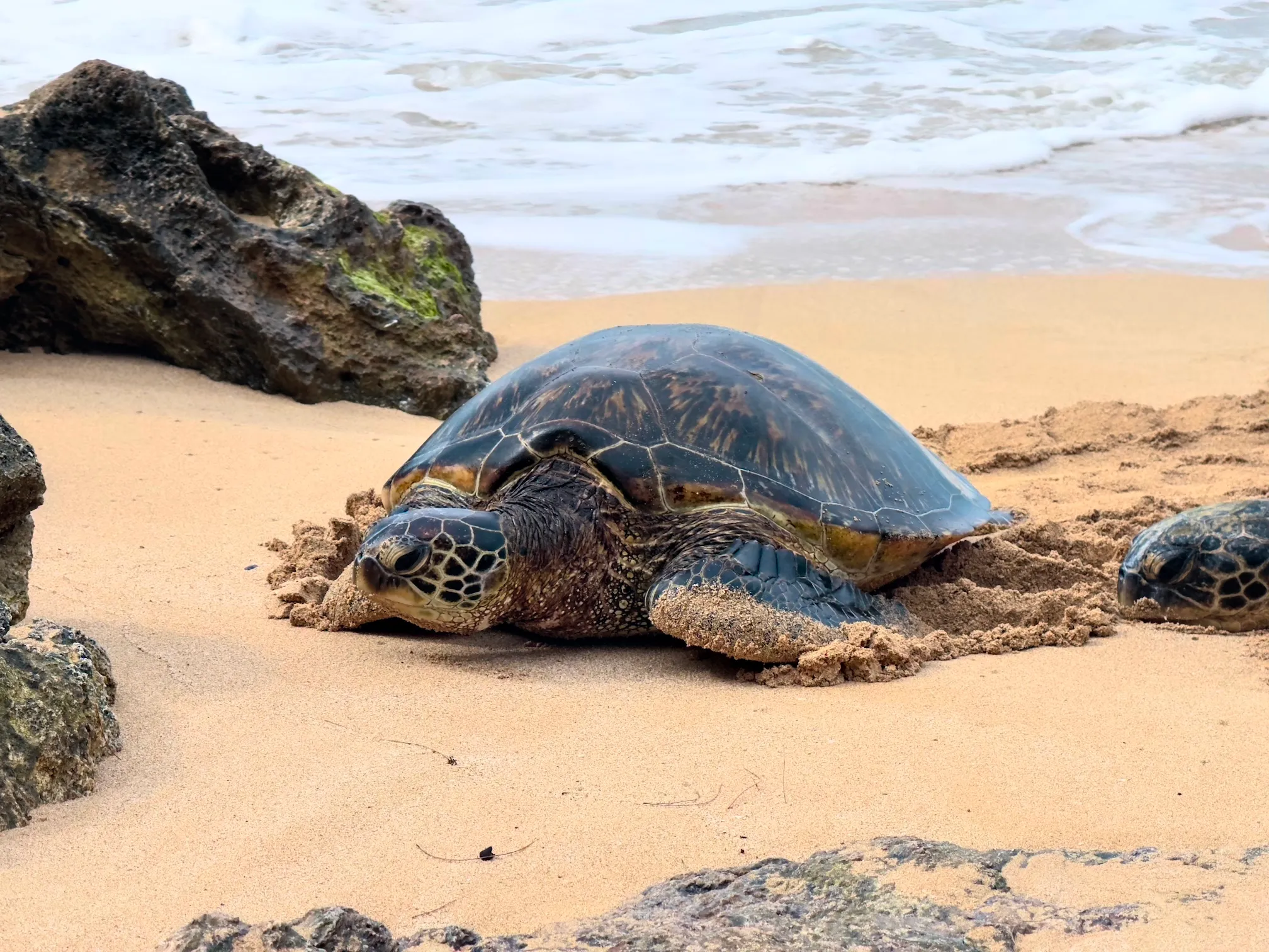 Green Sea Turtles on North Shore